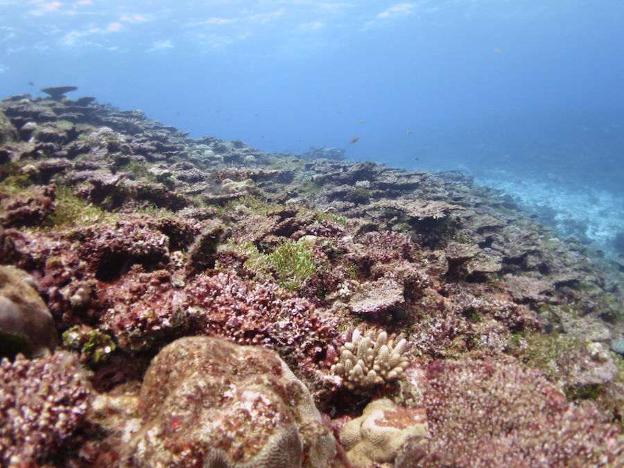 New study predicts coral bleaching, coral-eating starfish invasions